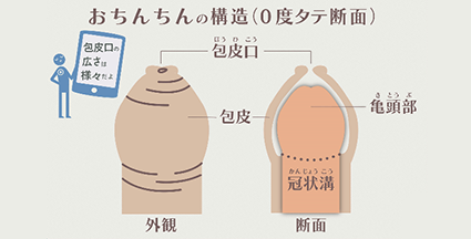 おちんちんの構造(0度タテ断面) 包皮口 包皮 亀頭部 冠状溝 外観 断面