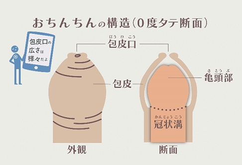 おちんちんの構造(0度タテ断面) 包皮口 包皮 亀頭部 冠状溝 外観 断面